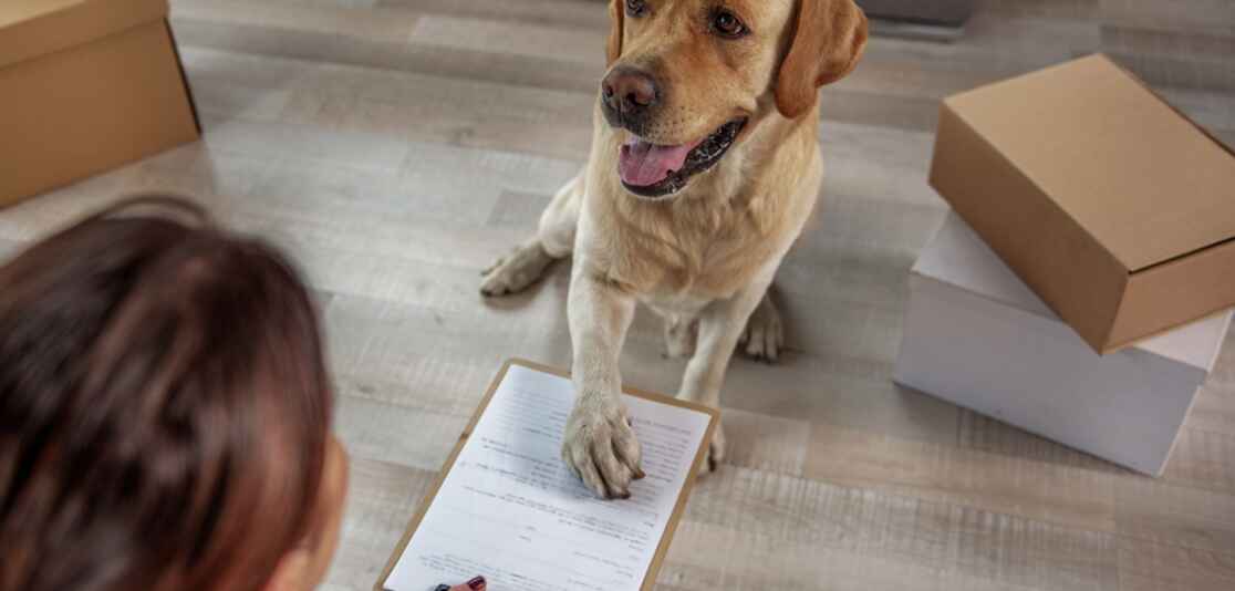 How to write the ultimate pet resume How to write the ultimate pet resume