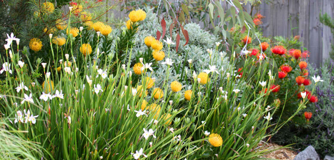 Australian Summer garden Australian Summer garden