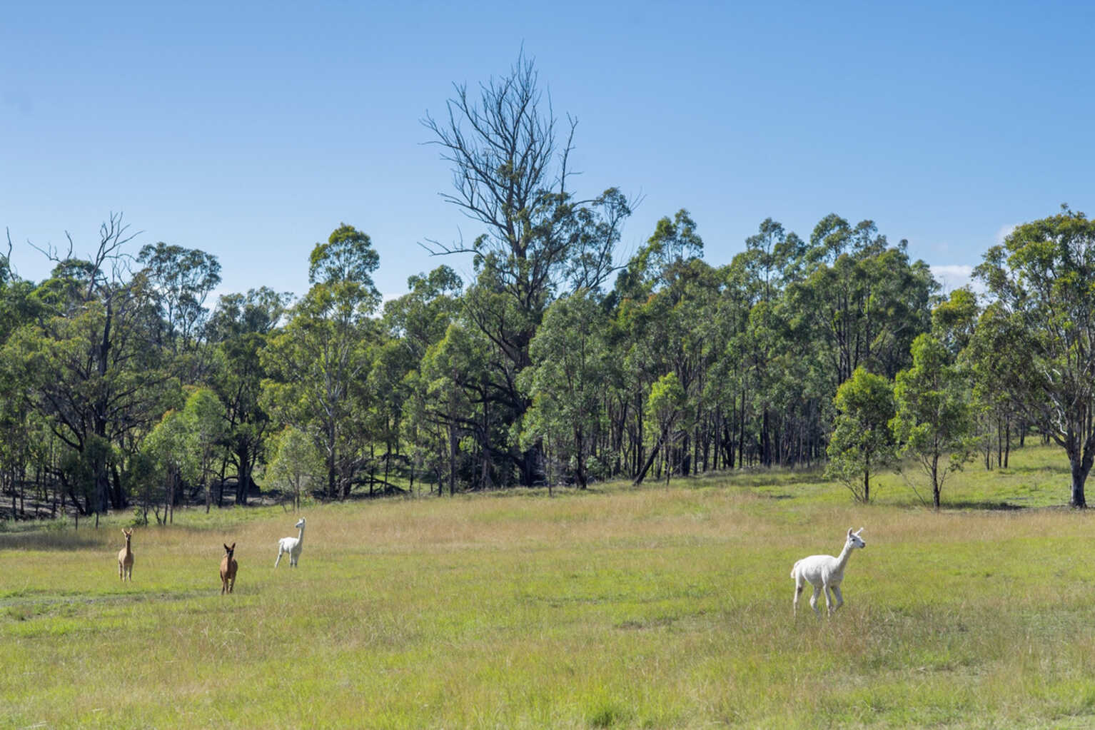 5368 Oallen Ford Road Bungonia Goulburn
