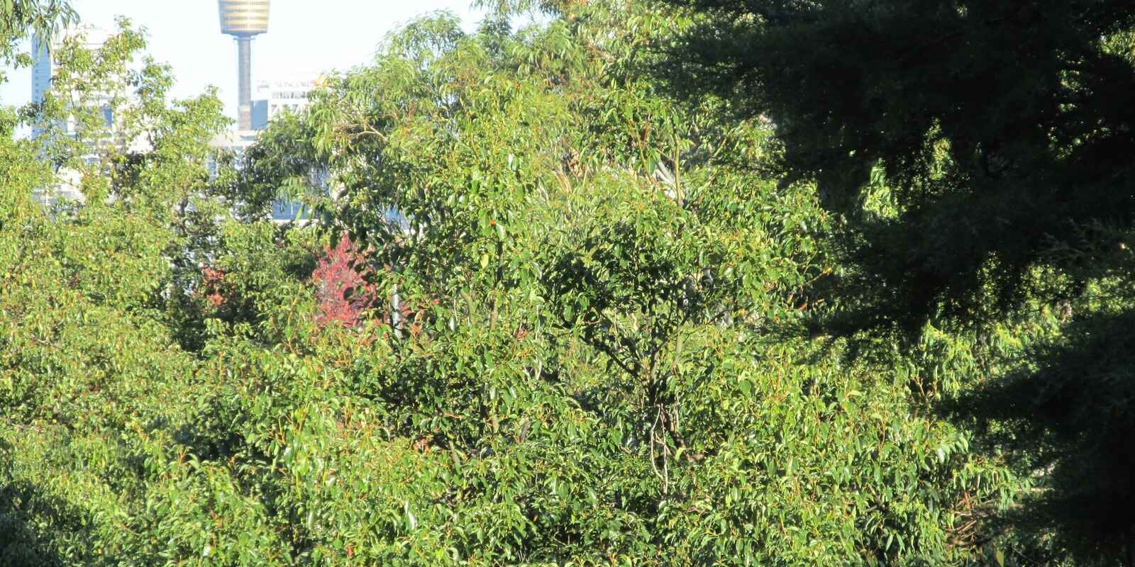 6/21 Belmont Avenue Wollstonecraft