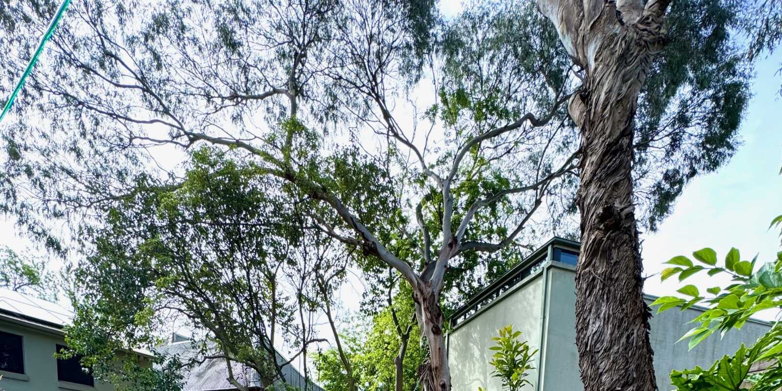 31 Cavendish Street Enmore 31 Cavendish Street Enmore