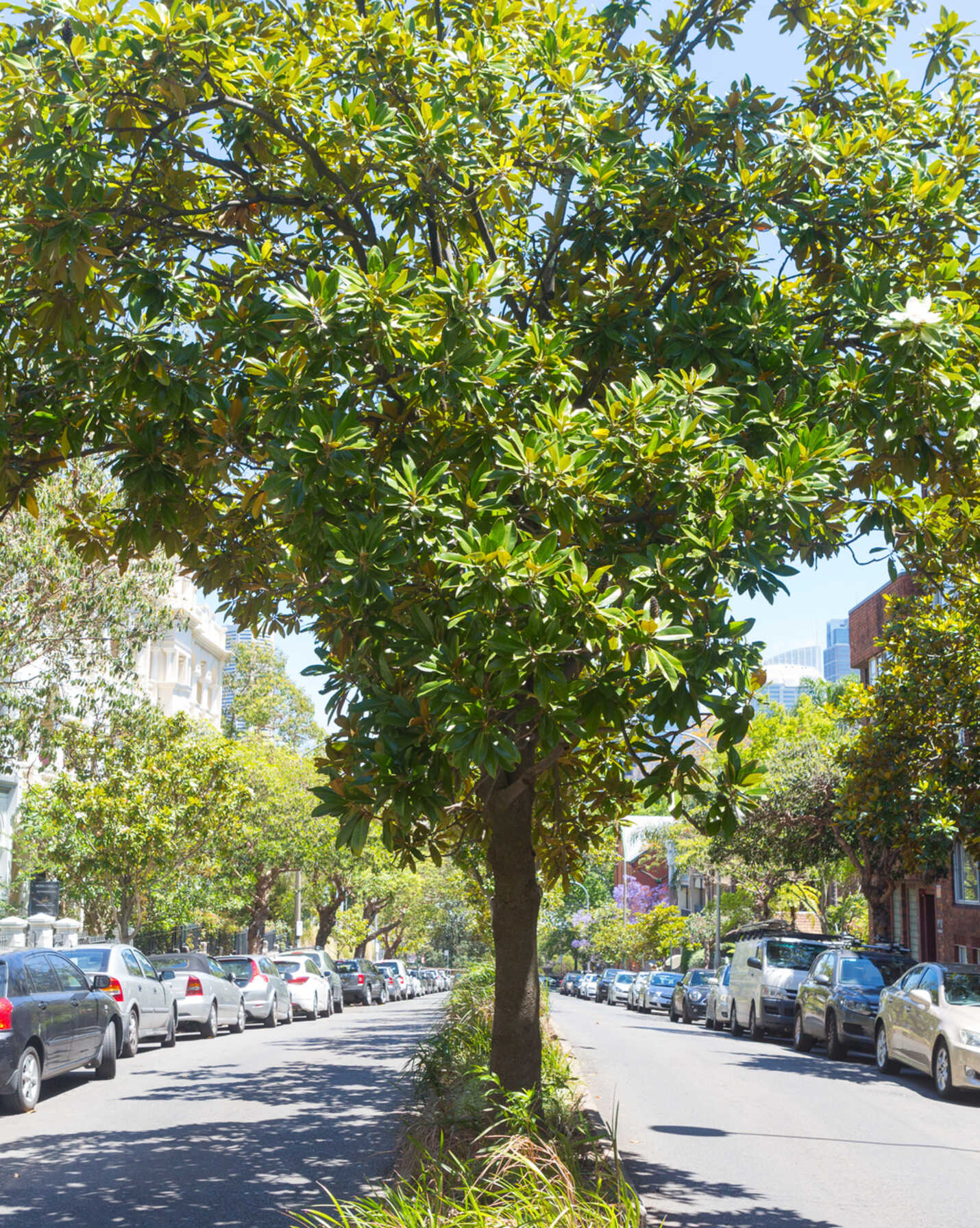 17/10a Challis Avenue Potts Point, Point - Thumbnail 7