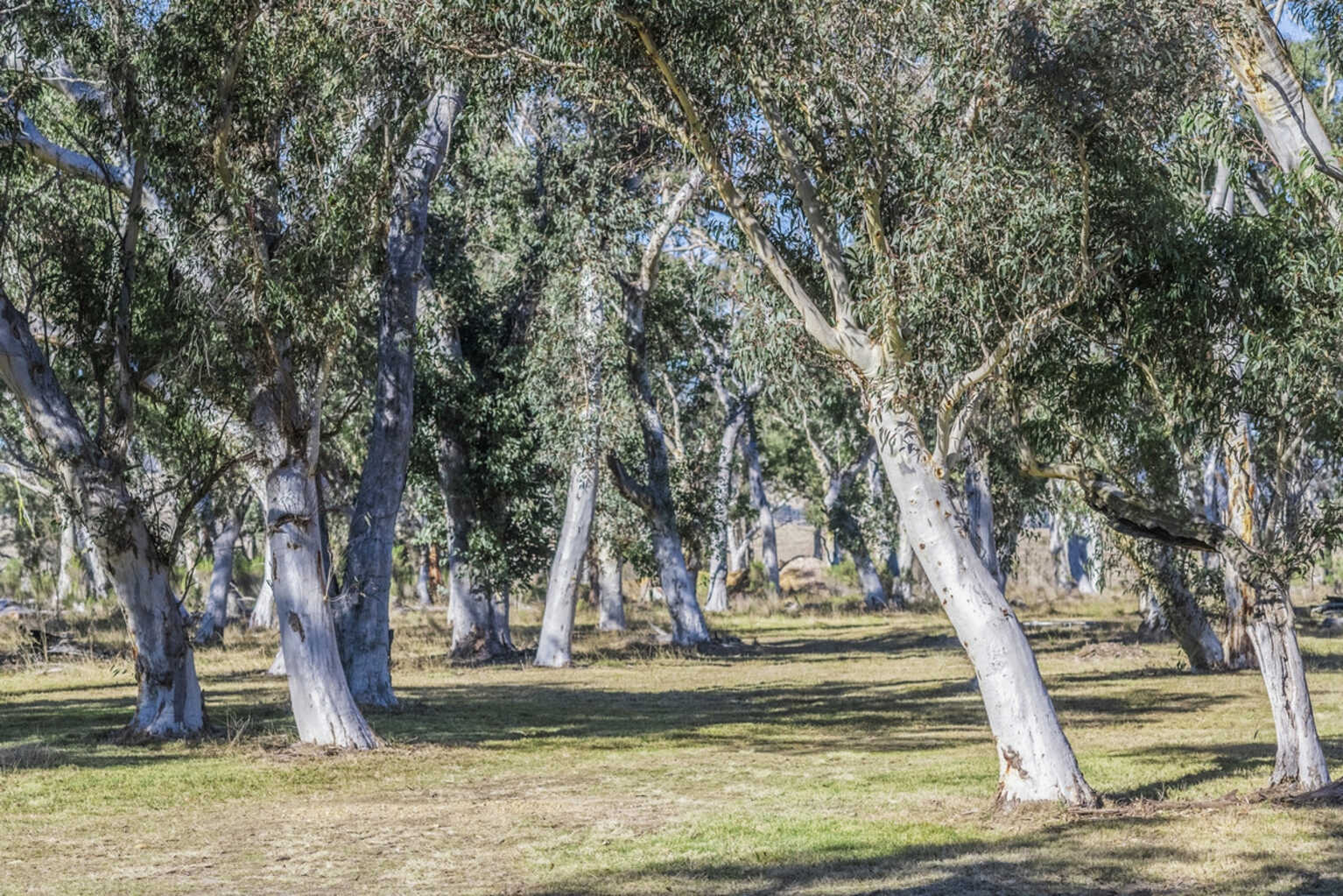 Goulburn Goulburn