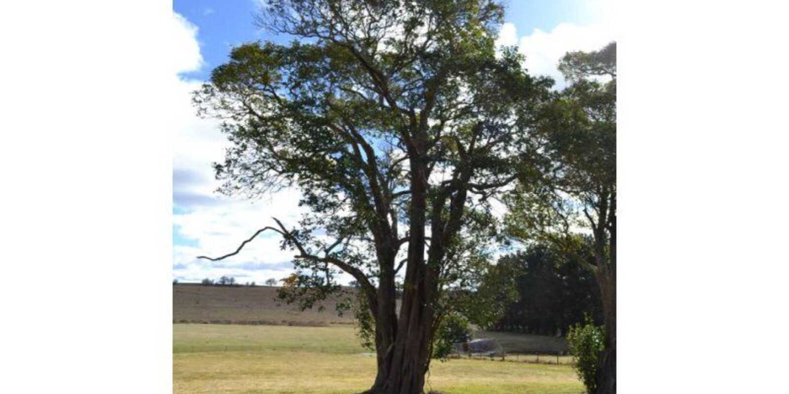 7496 Illawarra Highway Sutton Forest 7496 Illawarra Highway Sutton Forest