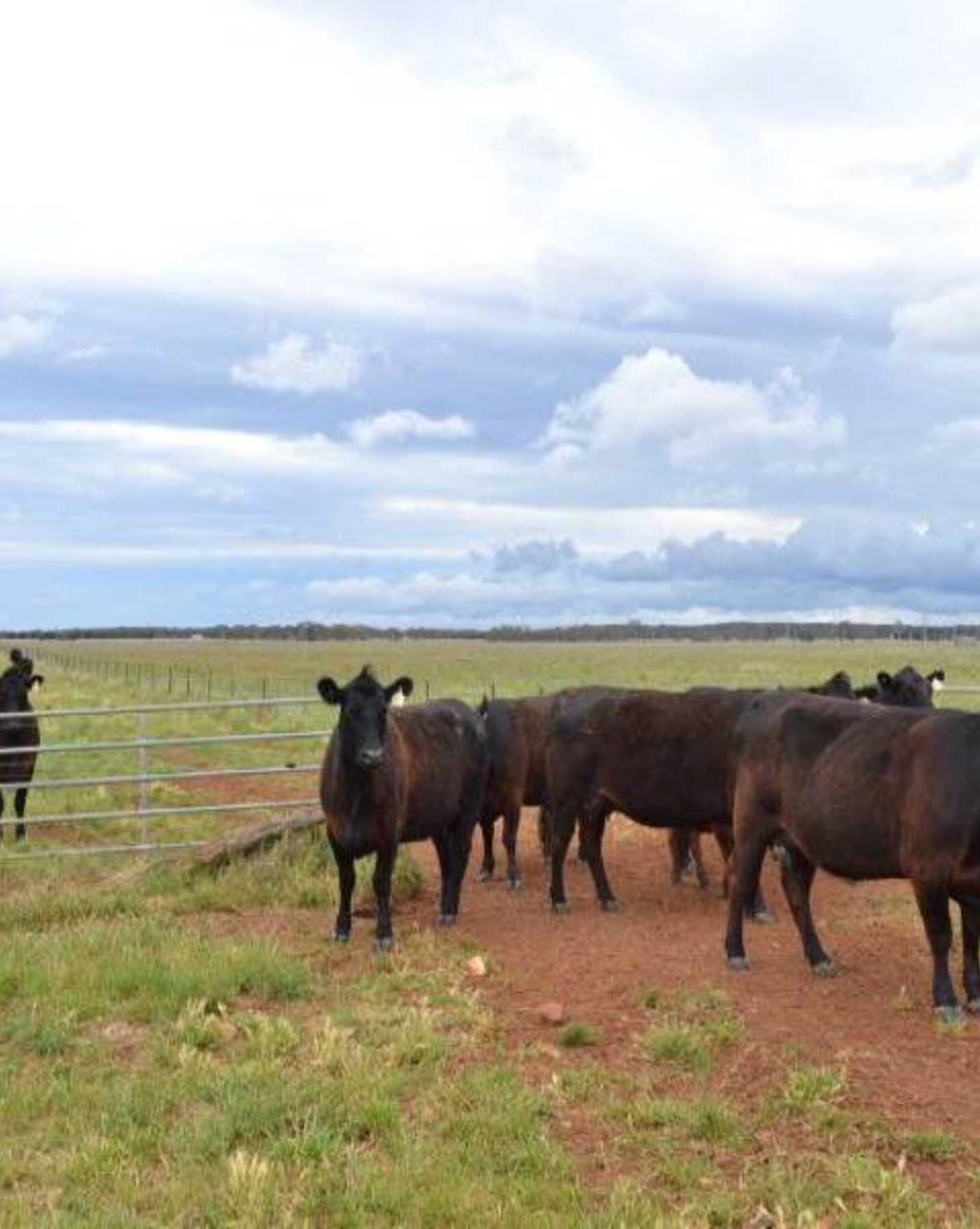 2563 'Summer Dell Pastoral' Lumley Lake Bathurst, Bathurst - Thumbnail 7
