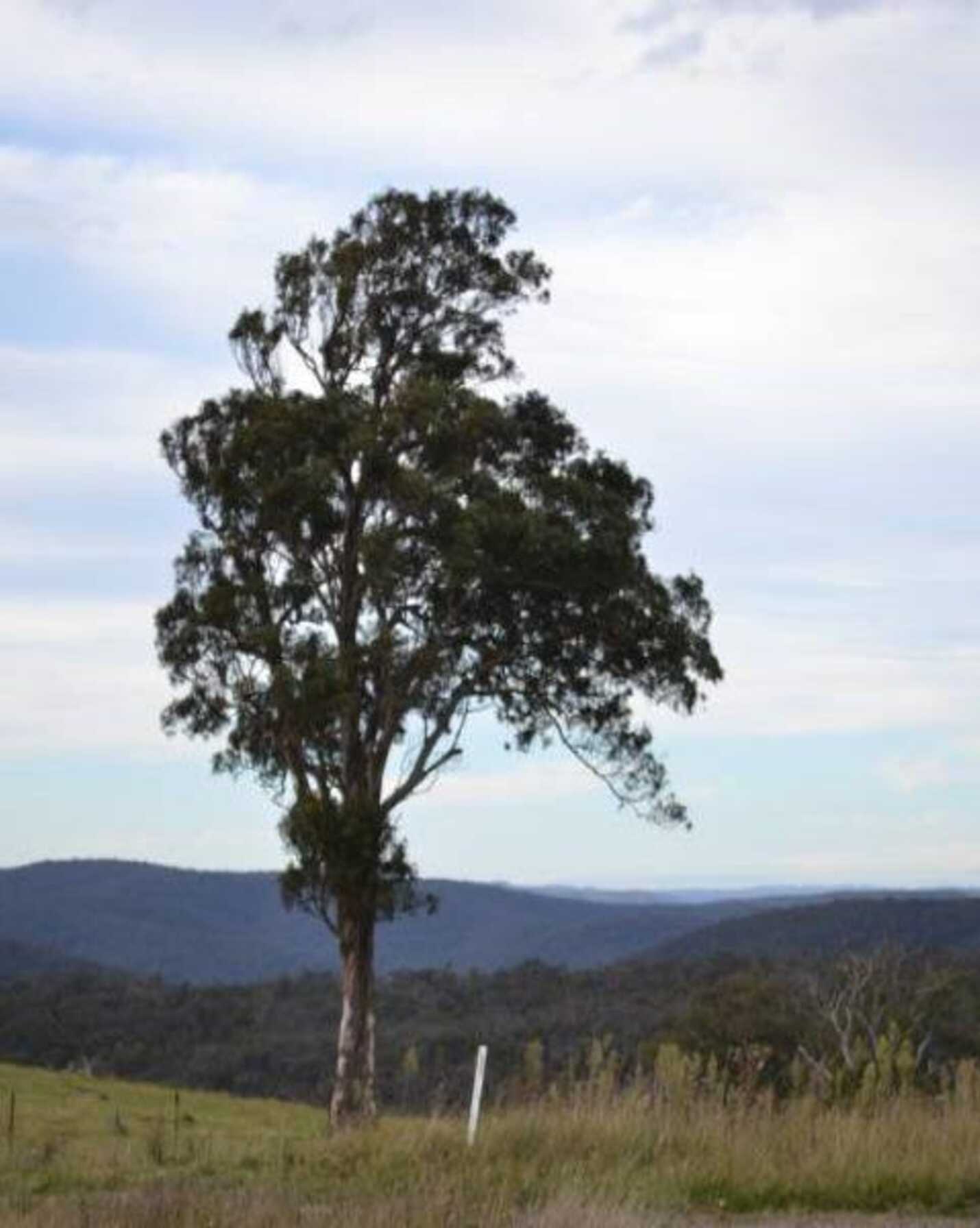 81 Burkitt Road Tallong, Tallong - Image 1