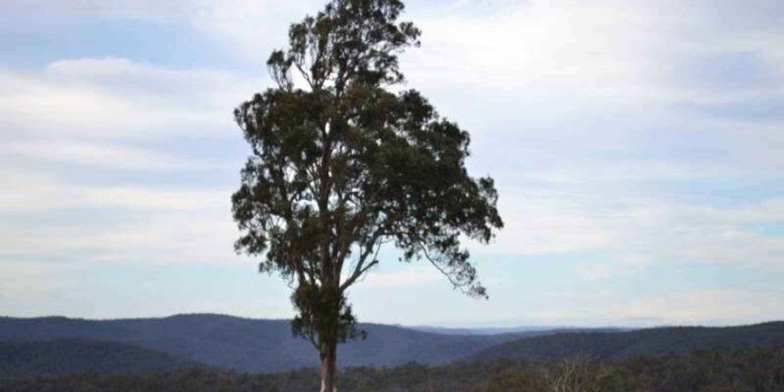 81 Burkitt Road Tallong 81 Burkitt Road Tallong
