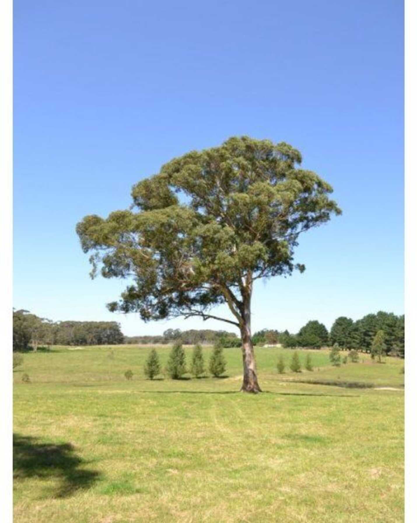 435 Nowra Road Moss Vale, Vale - Thumbnail 8
