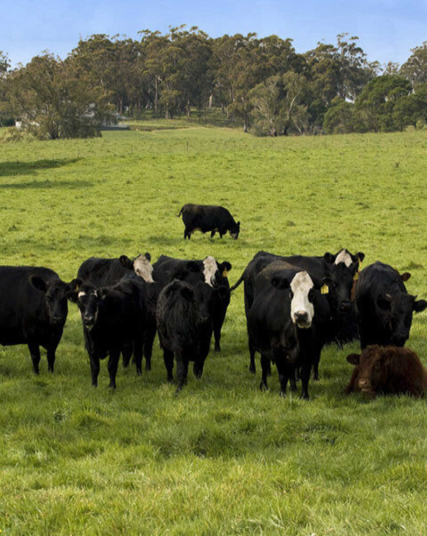 674 'Eureka Pines' Nowra Road Moss Vale, Vale - Image 1