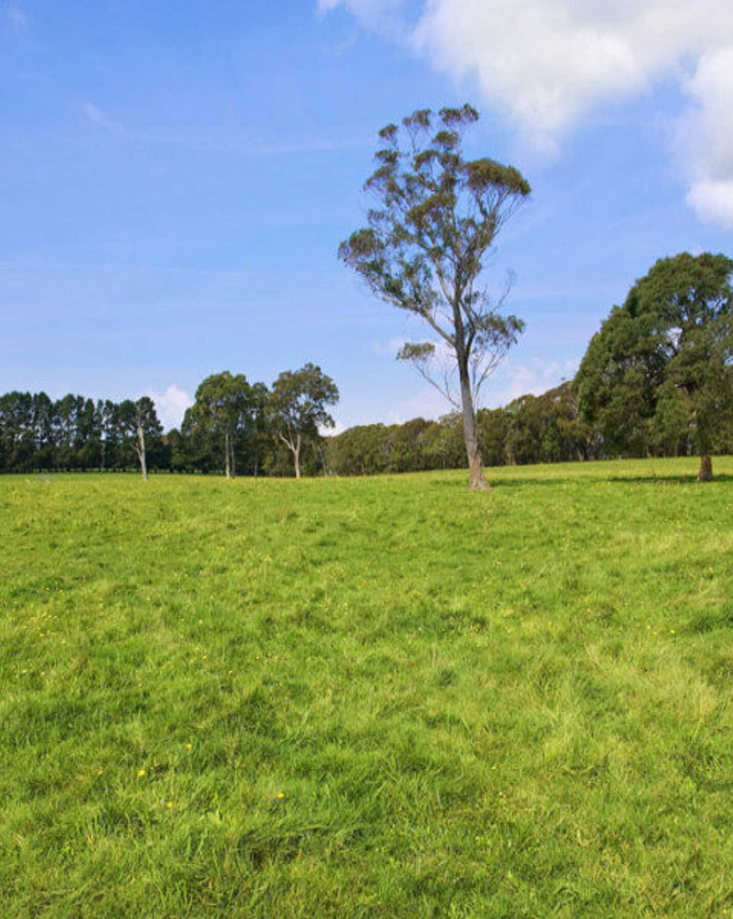 674 'Eureka Pines' Nowra Road Moss Vale, Vale - Thumbnail 3