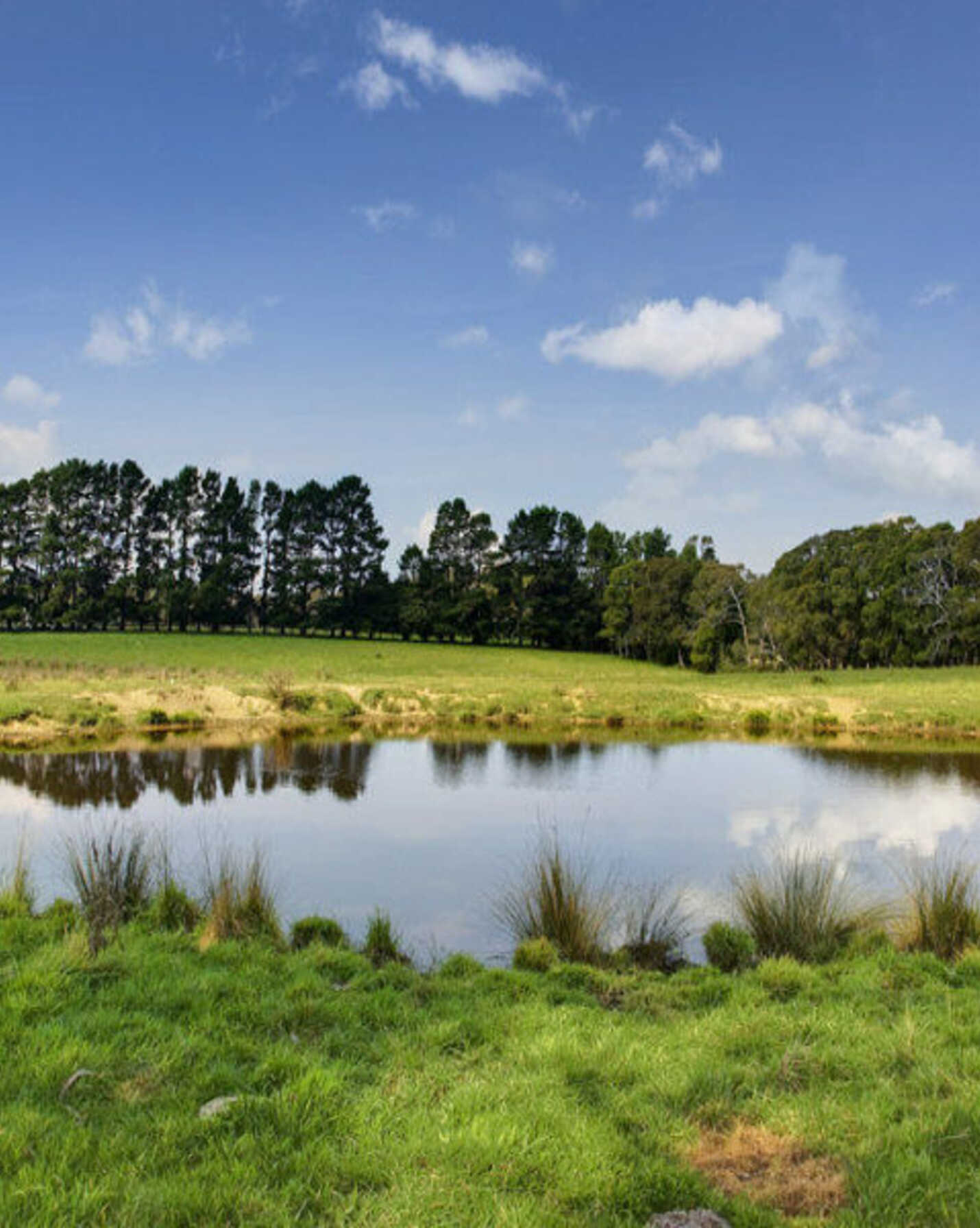 674 'Eureka Pines' Nowra Road Moss Vale, Vale - Thumbnail 6