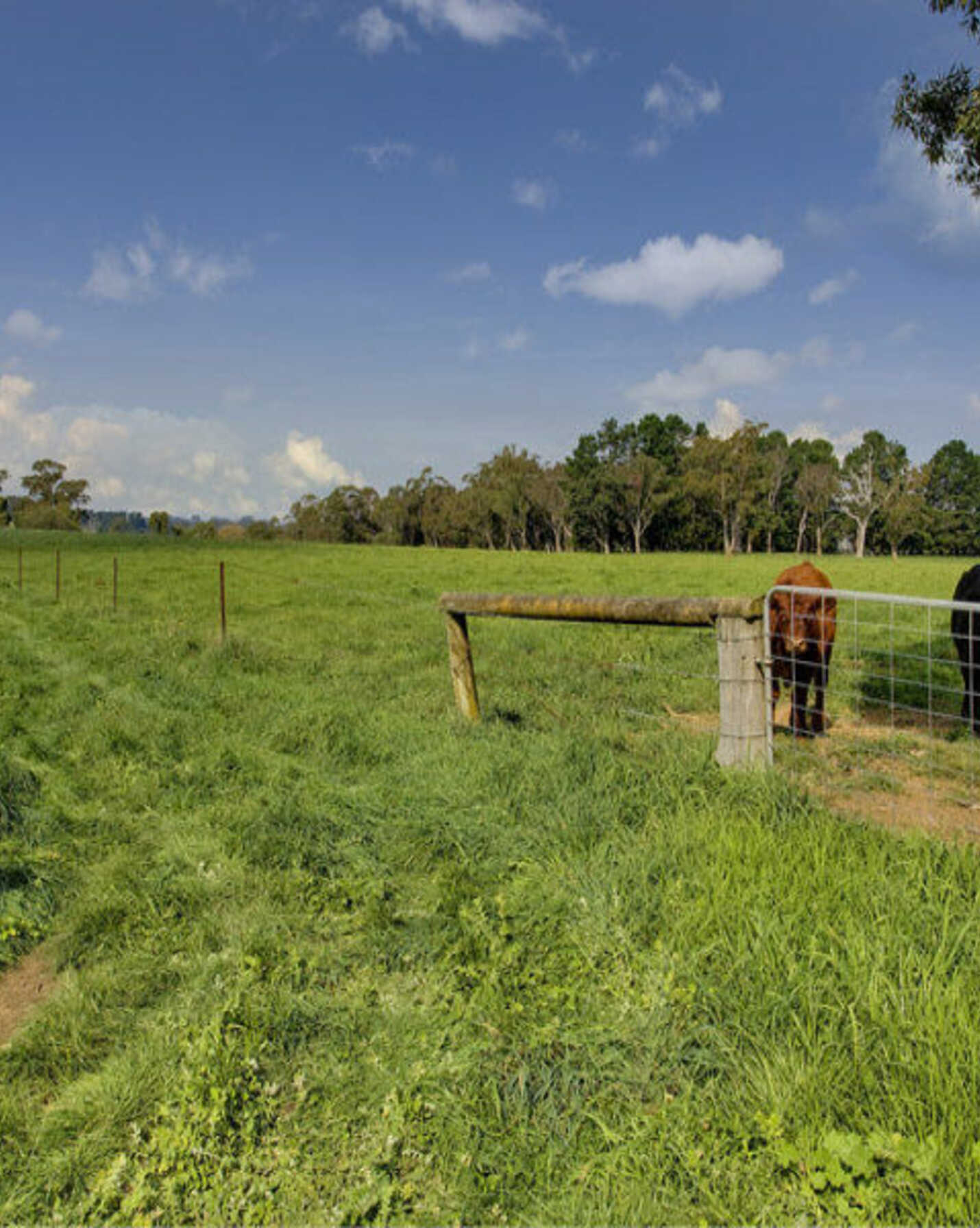 674 'Eureka Pines' Nowra Road Moss Vale, Vale - Thumbnail 8