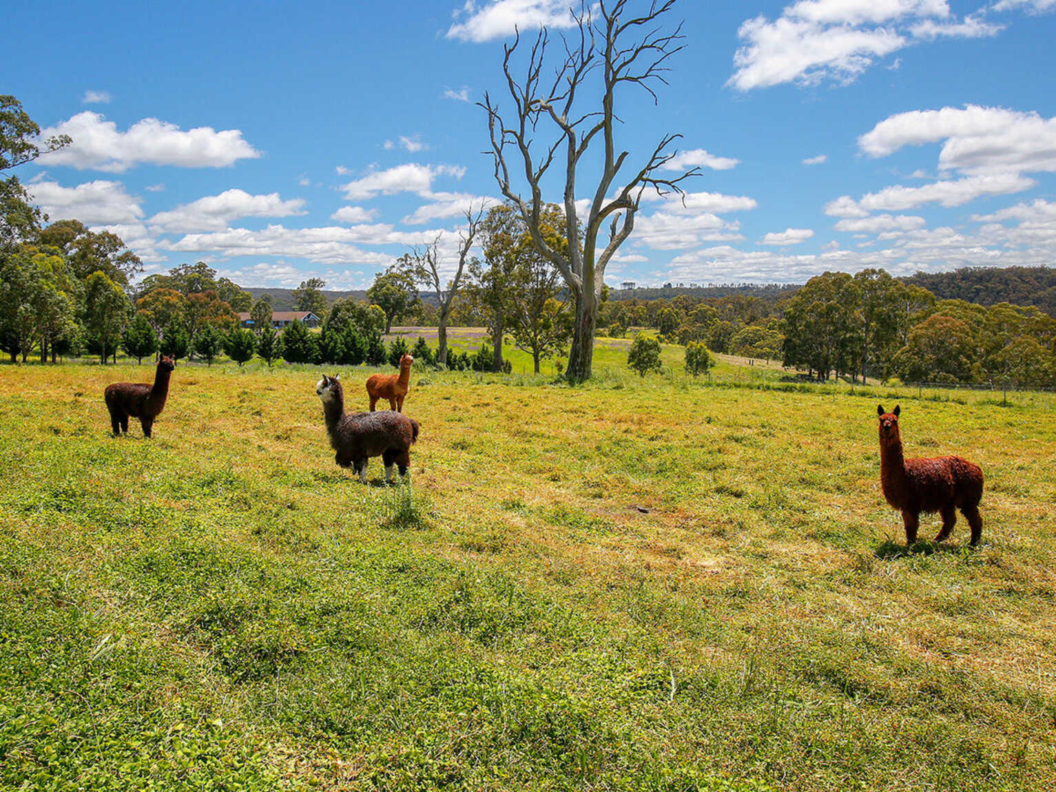 705 Caoura Road Tallong