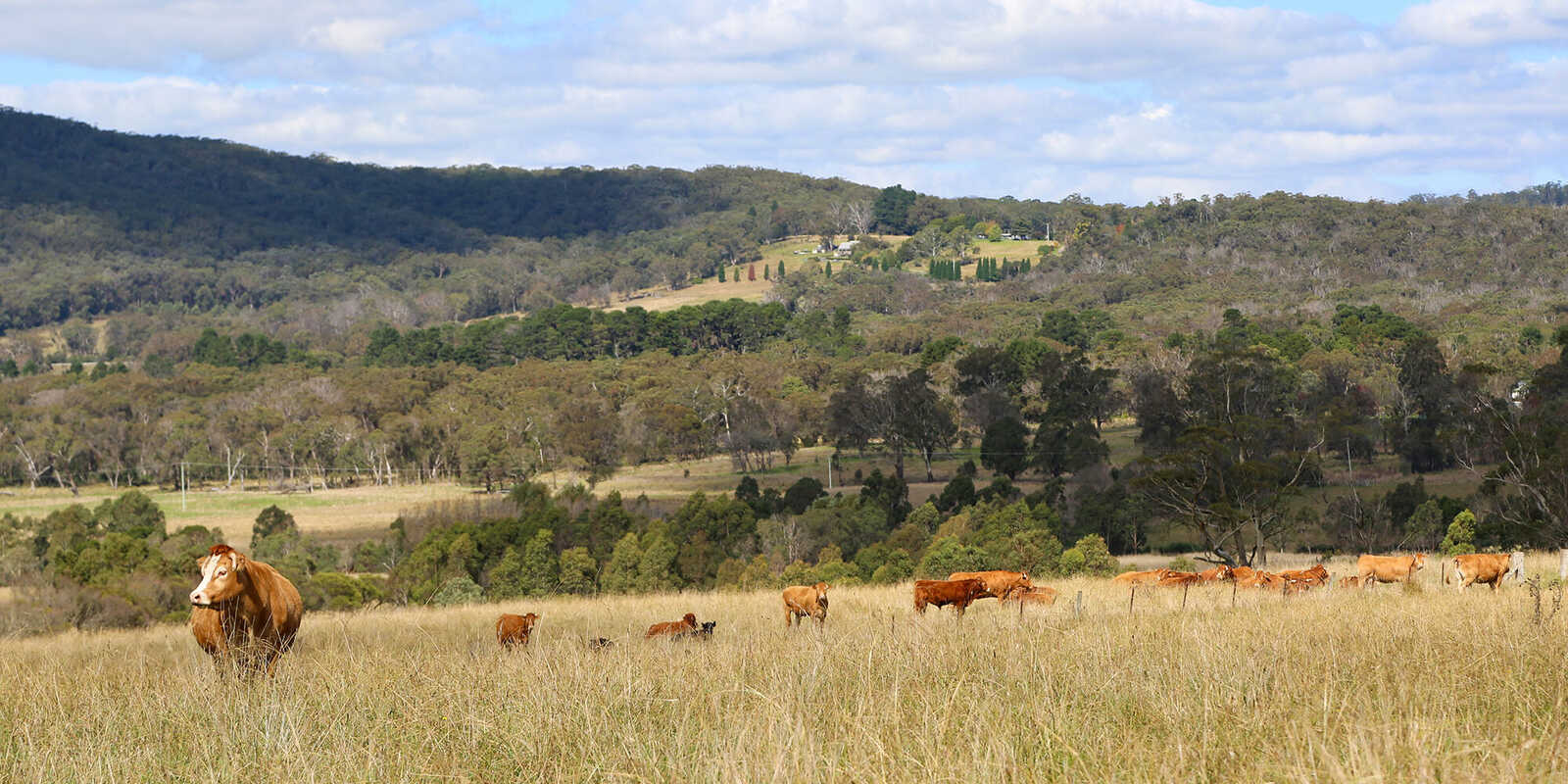 245 Wombeyan Caves Road Woodlands 245 Wombeyan Caves Road Woodlands
