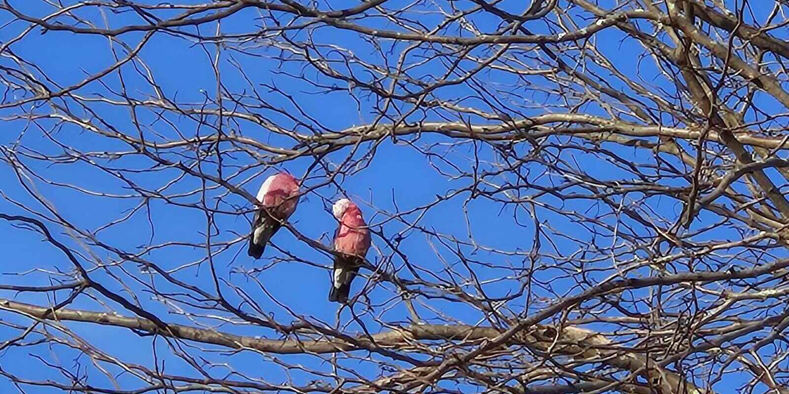 21 Betula Grove Bundanoon 21 Betula Grove Bundanoon