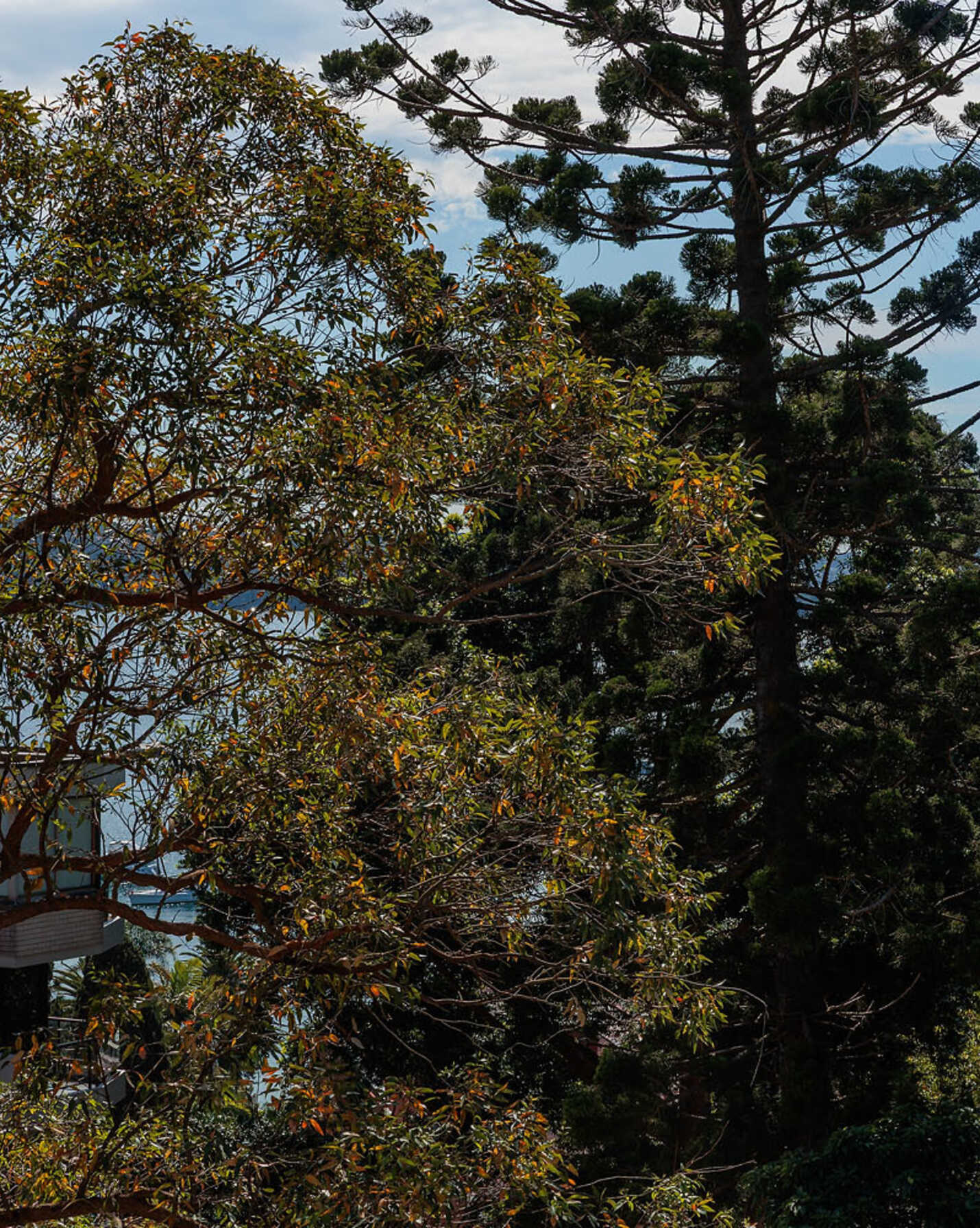 31/8 Greenknowe Avenue Elizabeth Bay, Bay - Thumbnail 6