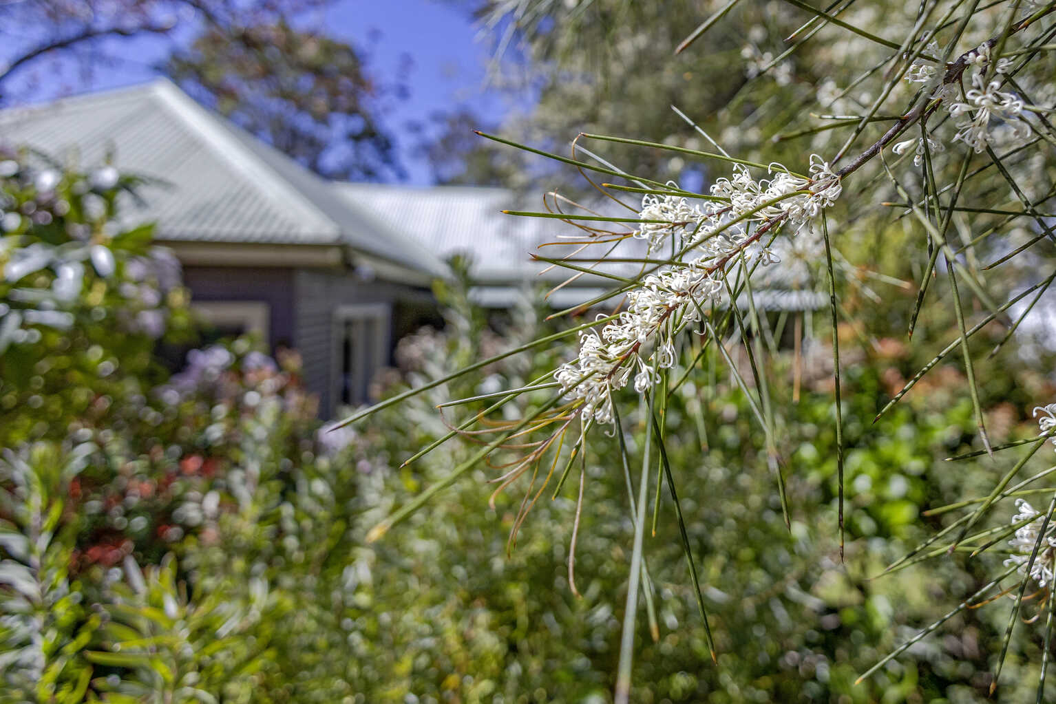 6 Heath Street Blackheath 6 Heath Street Blackheath