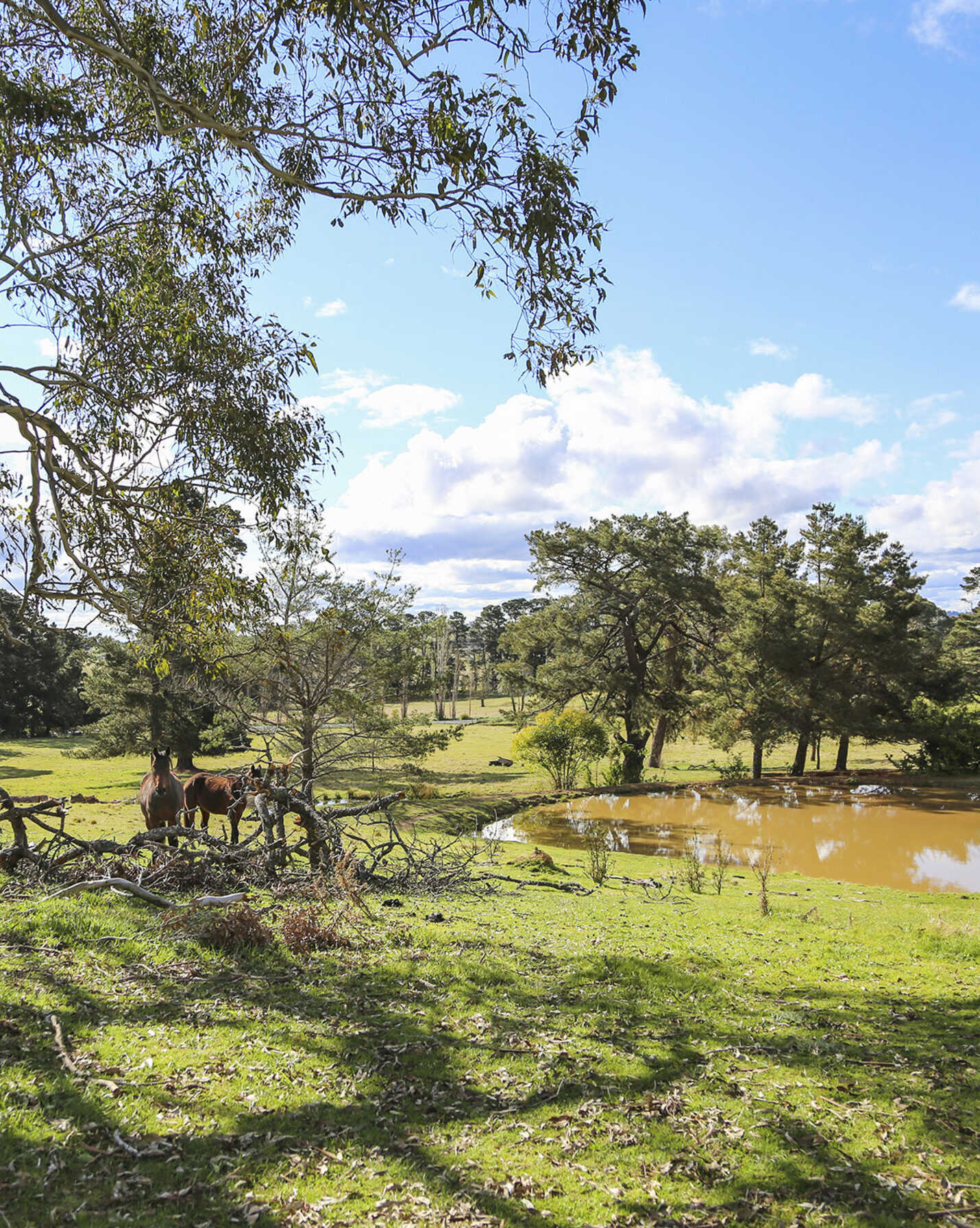 7031 Illawarra Highway Moss Vale, Vale - Thumbnail 4