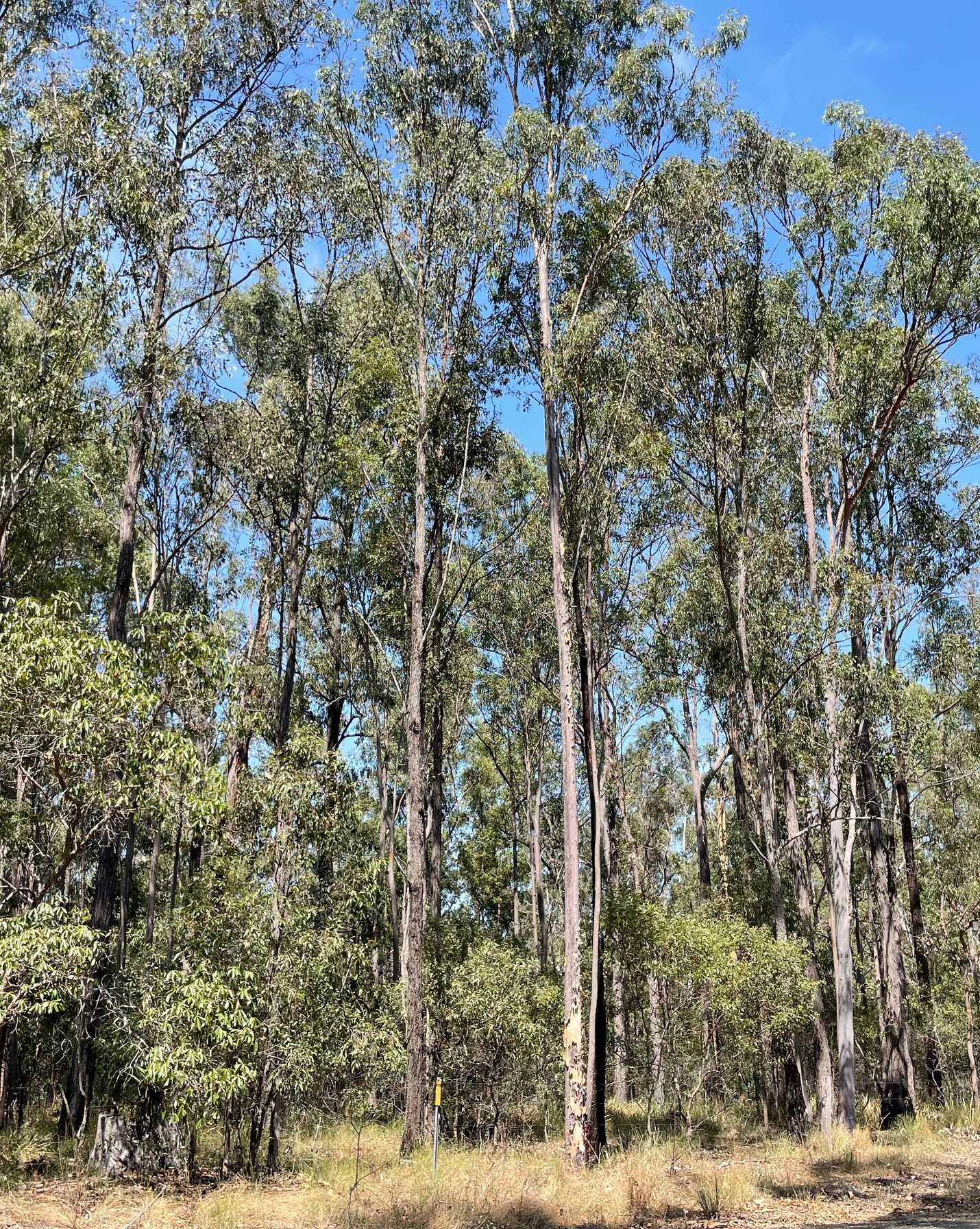 Lot 183 Arborthree Road Glenwood, Glenwood - Thumbnail 6