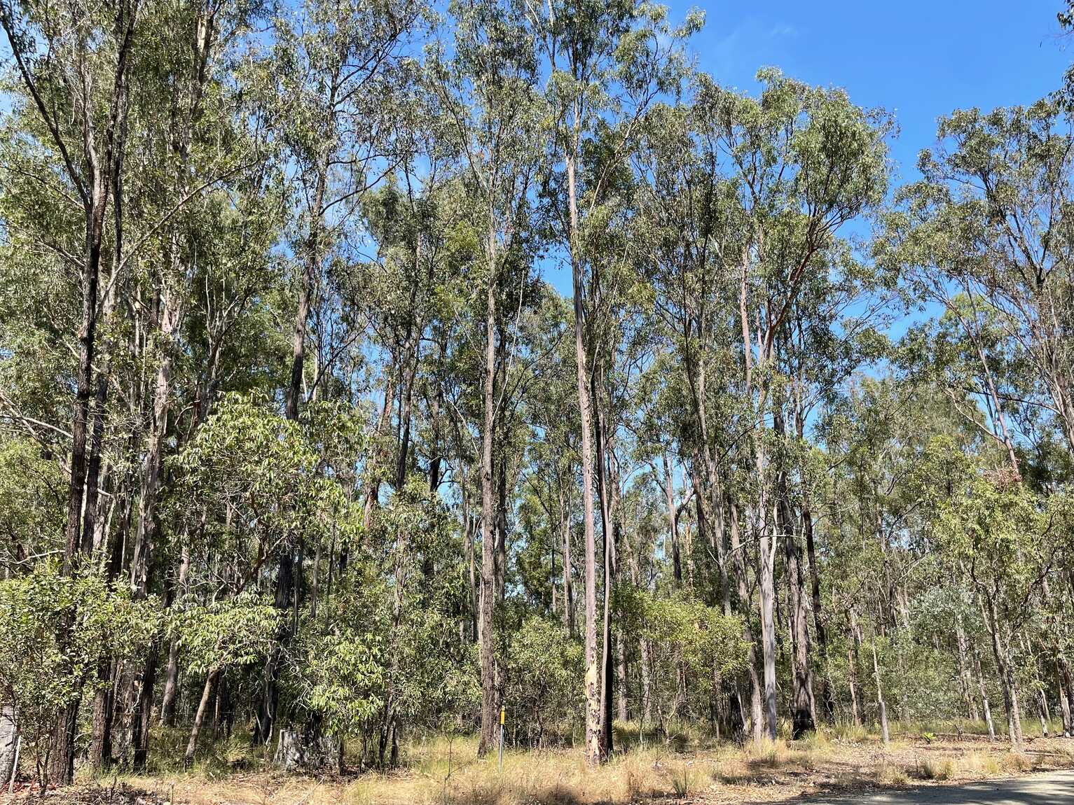 Lot 183 Arborthree Road Glenwood
