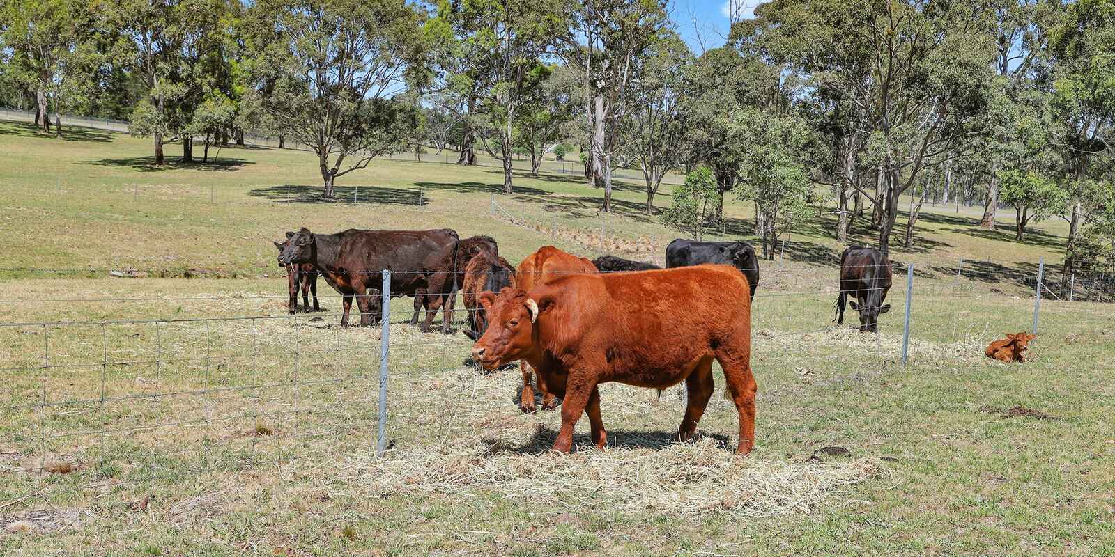 49 Binghams Lane Tallong