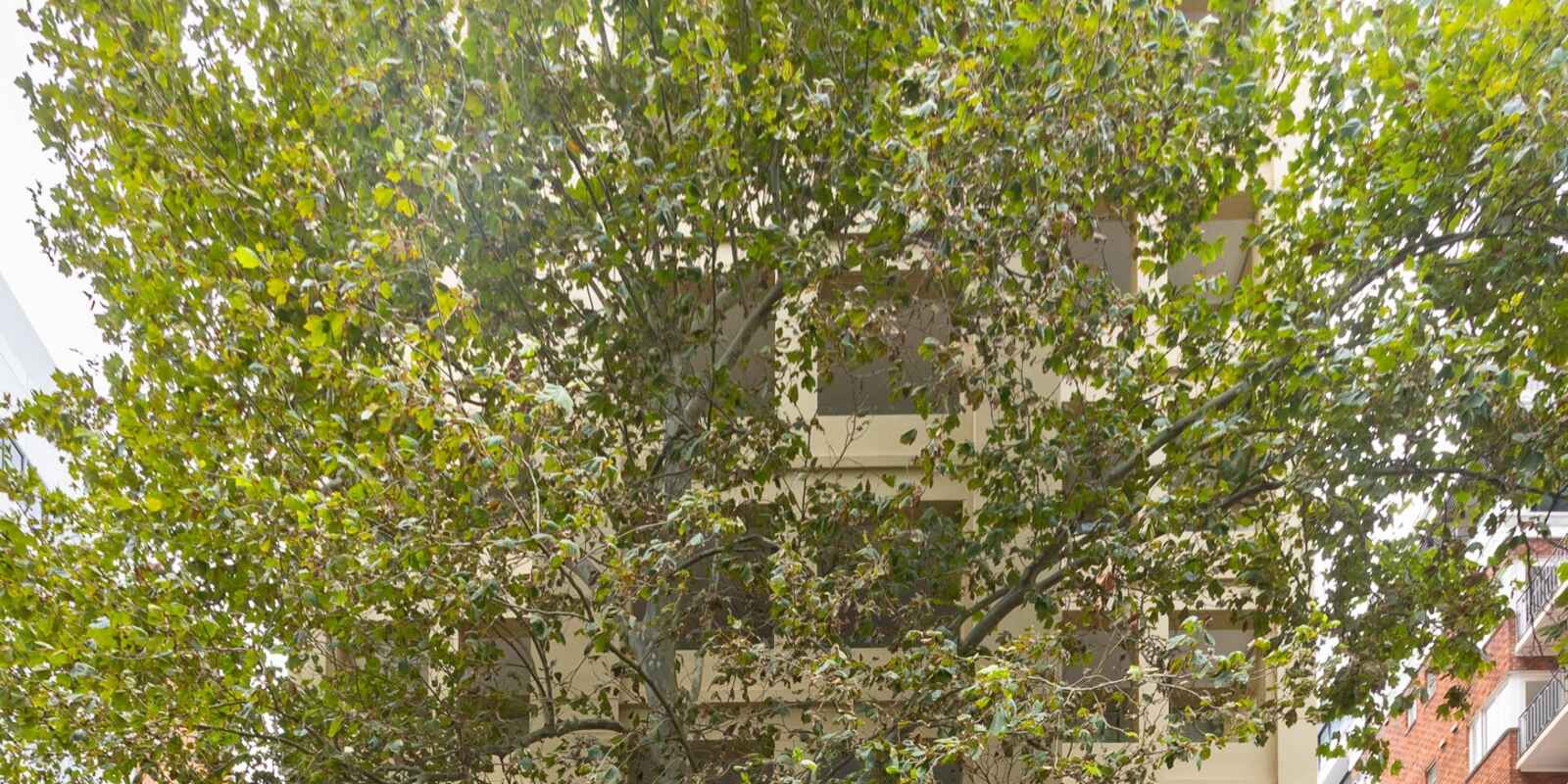 7/38 Macleay Street Elizabeth Bay