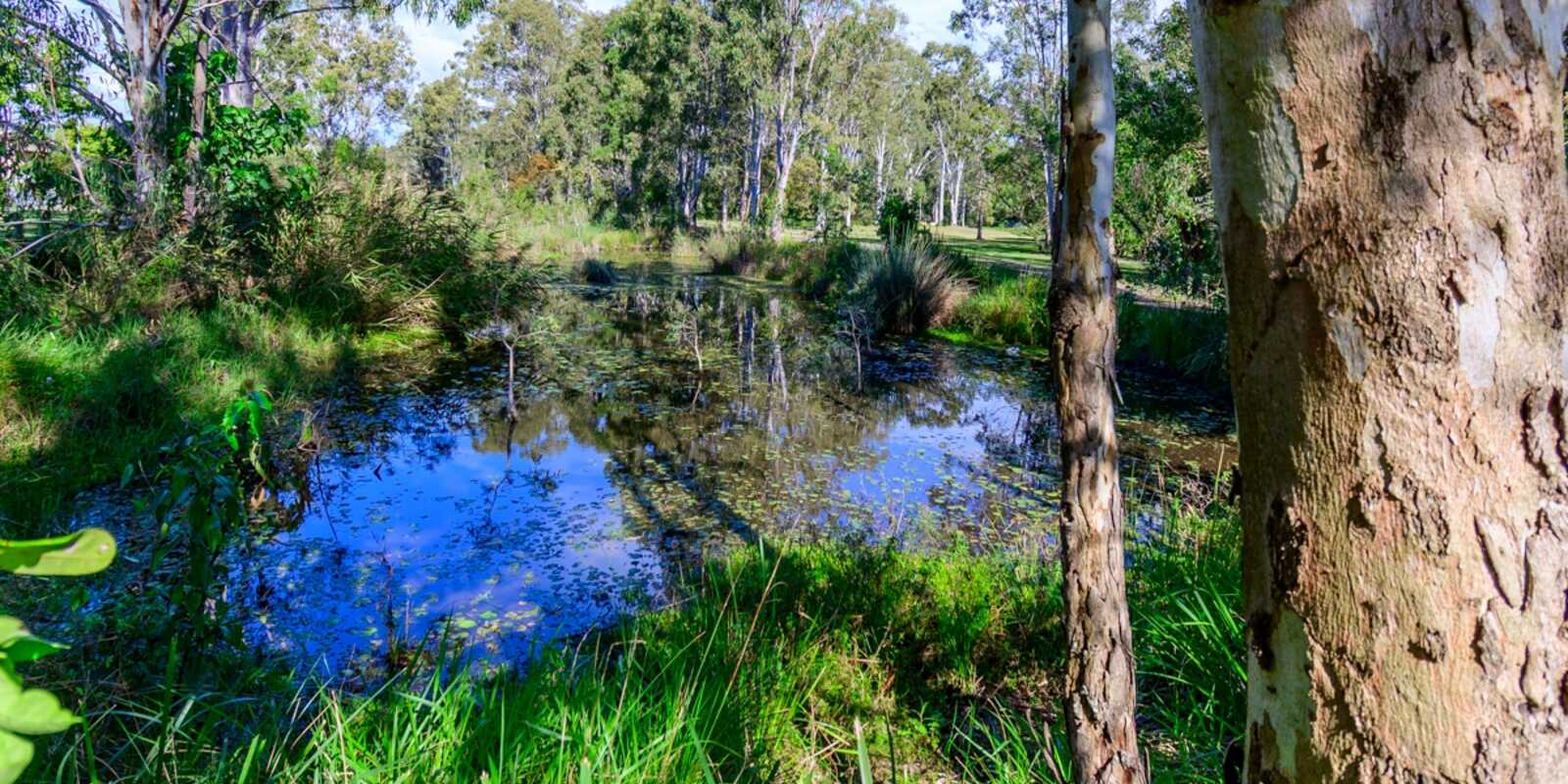 20 Beech Drive Morayfield 20 Beech Drive Morayfield