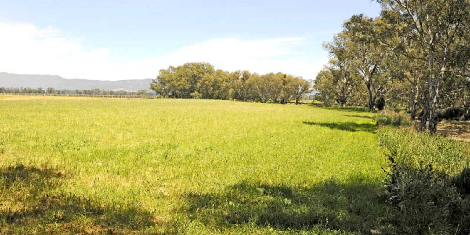 Mudgee Mudgee