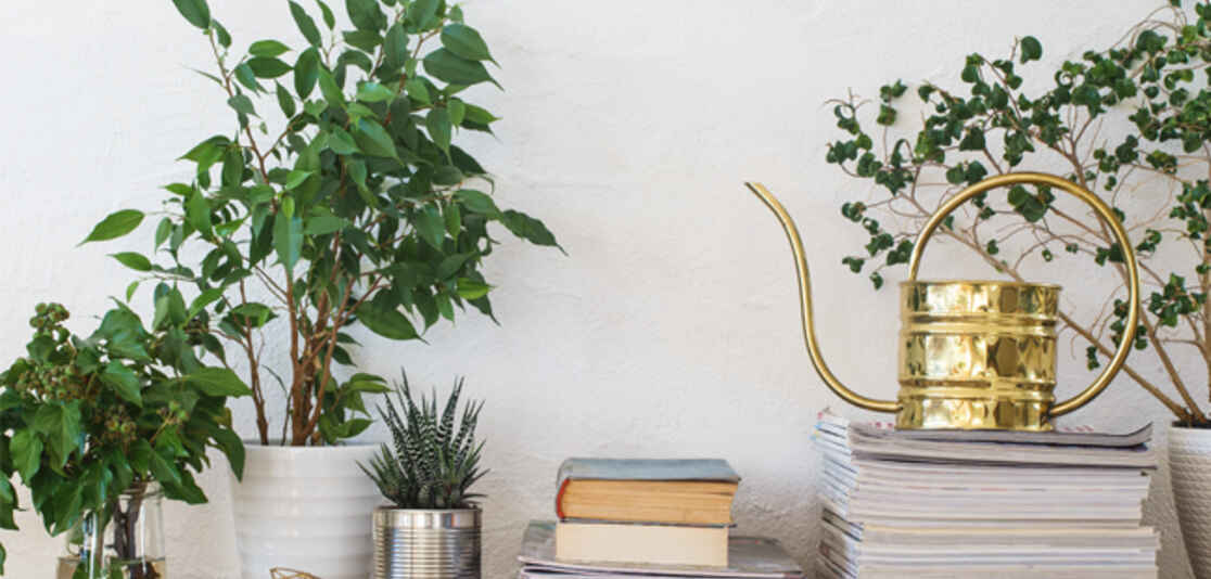 THRIVING INDOOR PLANTS